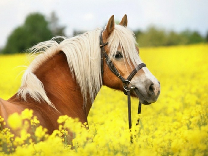 coole-attraktive-schöne-pferde-in-weiß-und-braun-auf-den-wiesen