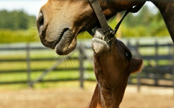 cooles-lustiges-foto-schöne-pferde-mutter-und-kleines-baby