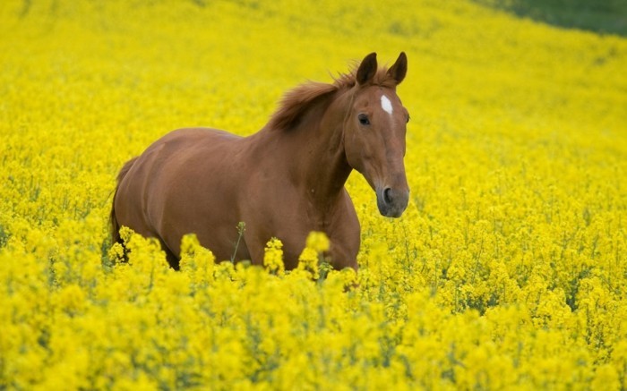 die-schönsten-pferde-der-welt-braunes-tier-auf-der-gelben-wiese-rasend