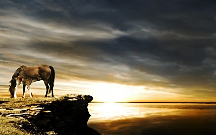 die-schönsten-pferde-der-welt-einmaliges-foto-sonnenuntergang