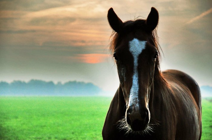 die-schönsten-pferde-der-welt-einmaliges-tier-in-braun-und-weiß
