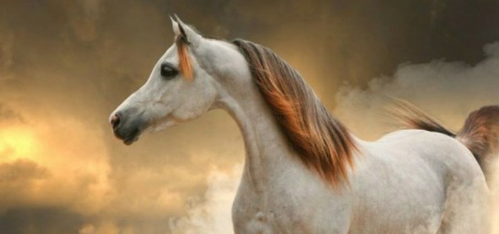 die-schönsten-pferde-der-welt-einmlaiges-bild-von-weißem-pferdn-mit-glänzender-mähne