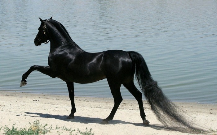 die-schönsten-pferde-der-welt-schwarzes-pferd-sehr-elegant-und-glänzend