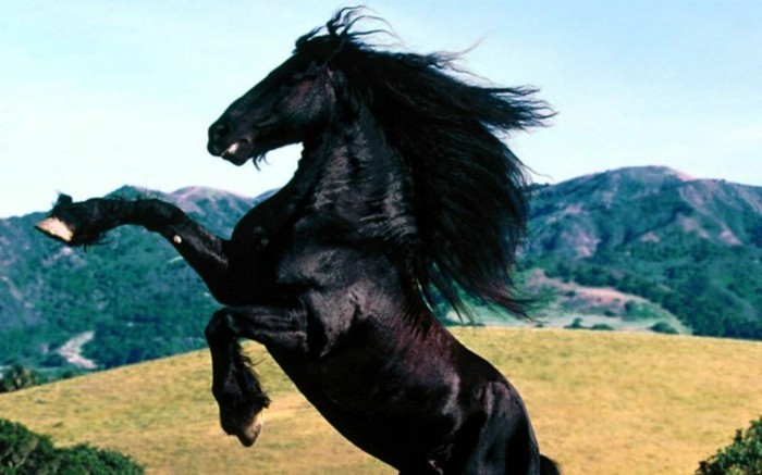 die-schönsten-pferde-der-welt-schwarzes-tier-ein-bisschen-aggressiv