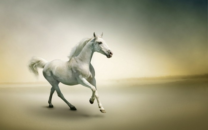 die-schönsten-pferde-der-welt-weißes-pferd-rasend-artistisches-bild