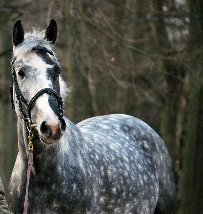 Die faszinierende Welt der Pferde: Ein tiefgehender Einblick in die ...