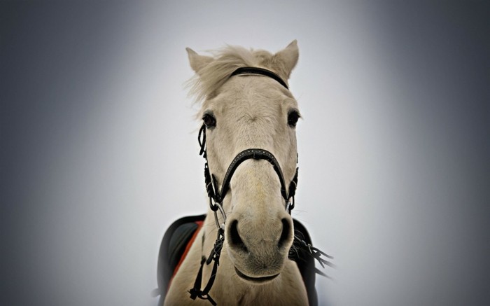 foto-von-nahem-genommen-wunderschönes-pferd-heller-hintergrund