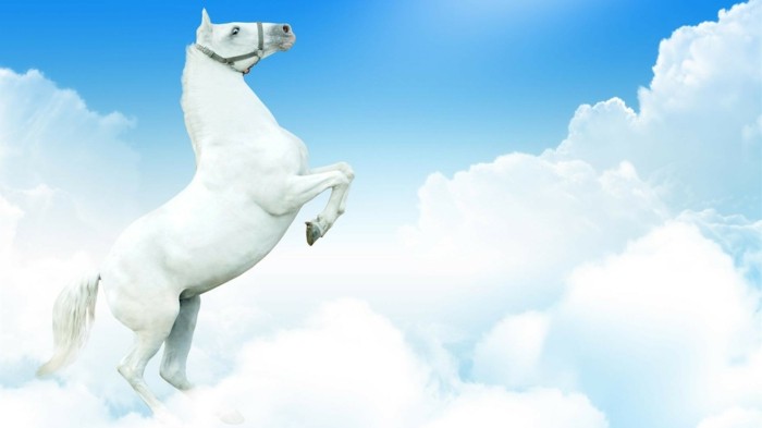 herrliche-schöne-pferde-bilder-weißes-pferd-in-den-wolken-sehr-artistisches-bild