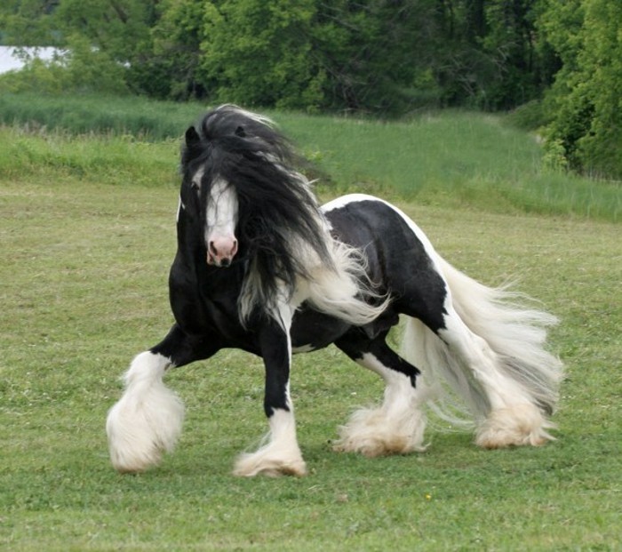 herrliche-schöne-pferde-in-weiß-und-schwarz-rasend-auf-dem-gras