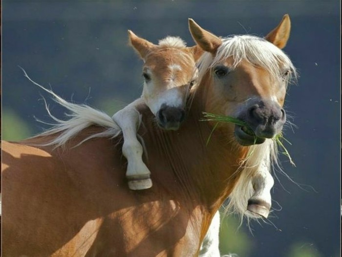 herrliches-foto-schöne-pferde-inspiration-das-kleine-und-mutti