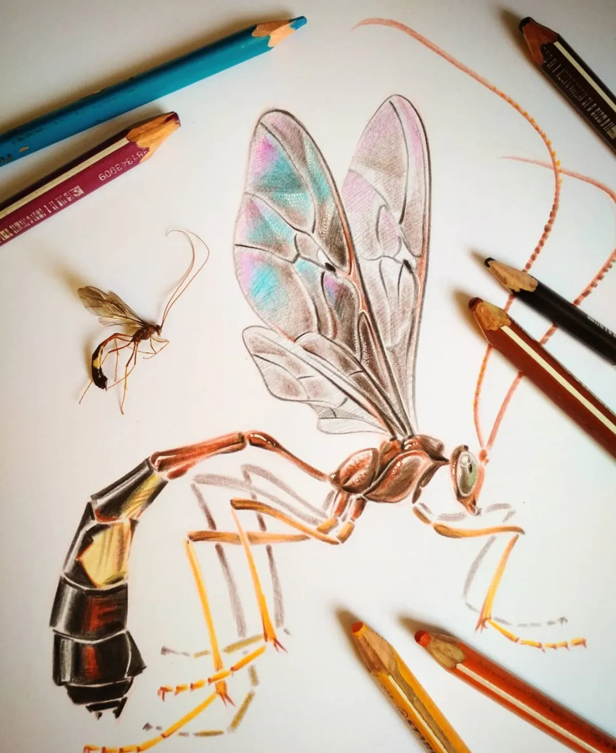insekten zeichnen lernen mit buntstiften