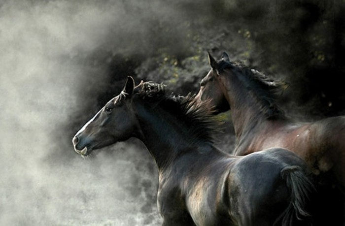 kreatives-bild-die-schönsten-pferde-der-welt-sehr-dunkel-mit-eleganten-gestalten