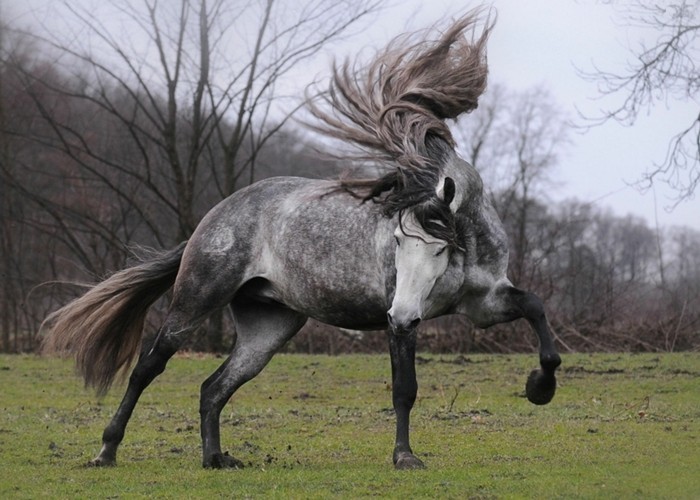 Mehr als 70 super schöne Pferde Bilder!