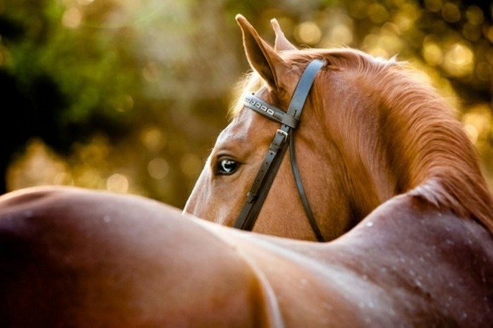 professionelles-foto-schöne-pferde-braun-und-glänzend