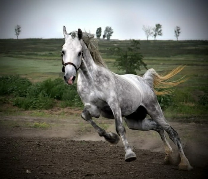 rasendes-pferd-sehr-schön-in-weißer-farbe