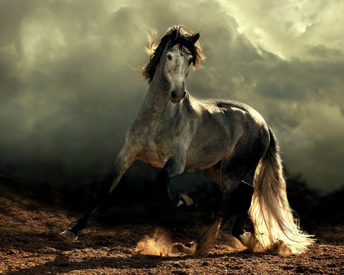 schöne-pferde-bilder-arabisches-pferd-und-einmaliger-hintergrund