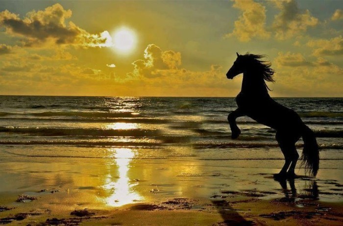 schöne-pferde-bilder-beim-sonnenuntergang-einmalige-illustration