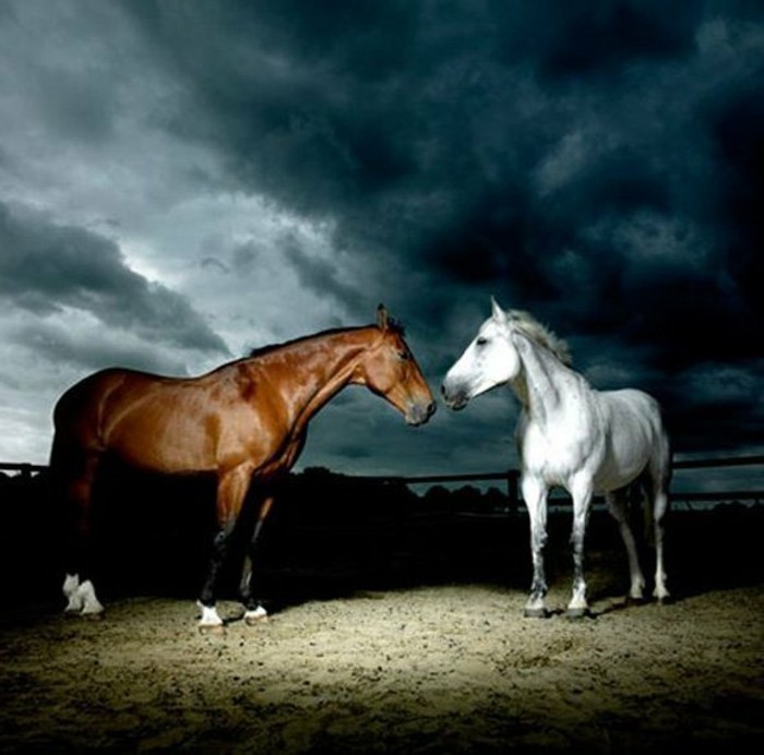 schöne-pferde-bilder-braunes-und-weißes-pferd-unter-dem-blauen-himmel