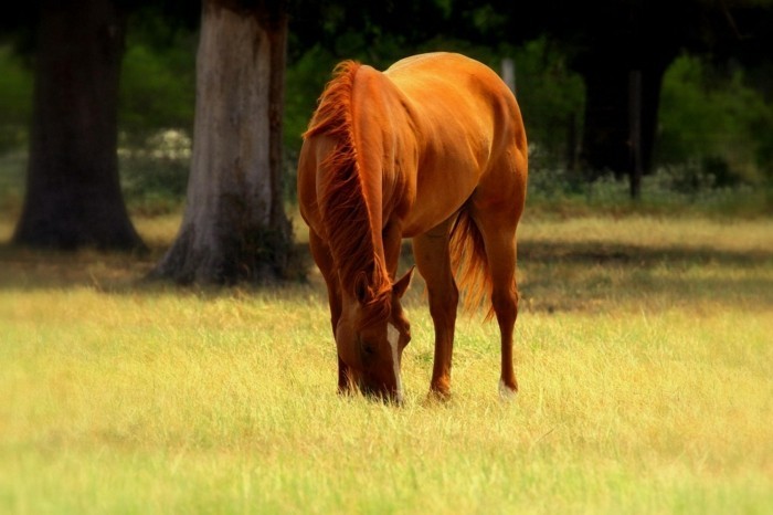 schöne-pferde-bilder-inspirierendes-tier-mit-brauner-mähne