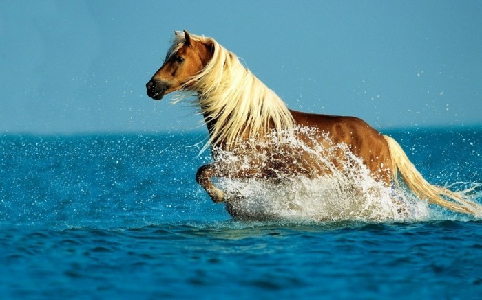schöne-pferde-bilder-rasendes helles-pferd-im-wasser