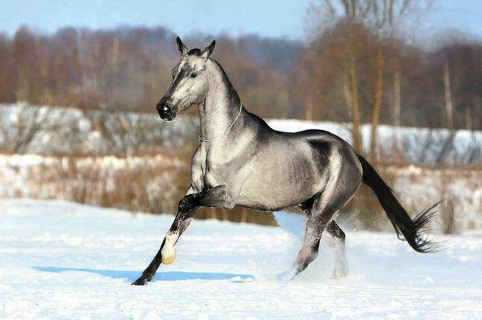 schöne-pferde-bilder-rasendes-tier-im-schnee