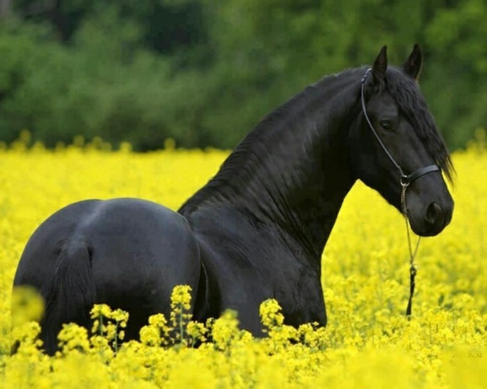 schöne-pferde-bilder-schwarzes-elegantes-pferd-auf-der-gelben-wiese