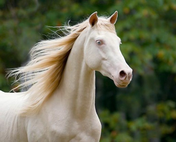 schöne-pferde-bilder-weißes-pferd-in-der-natur