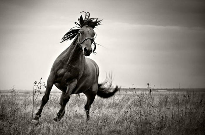schöne-pferde-in-der-wilden-natur-weiß-und-schwarz-illustration