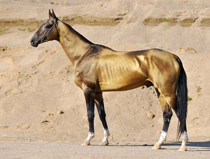sehr-kreative-arten-schöne-pferde-glänzende-braune-gestalt