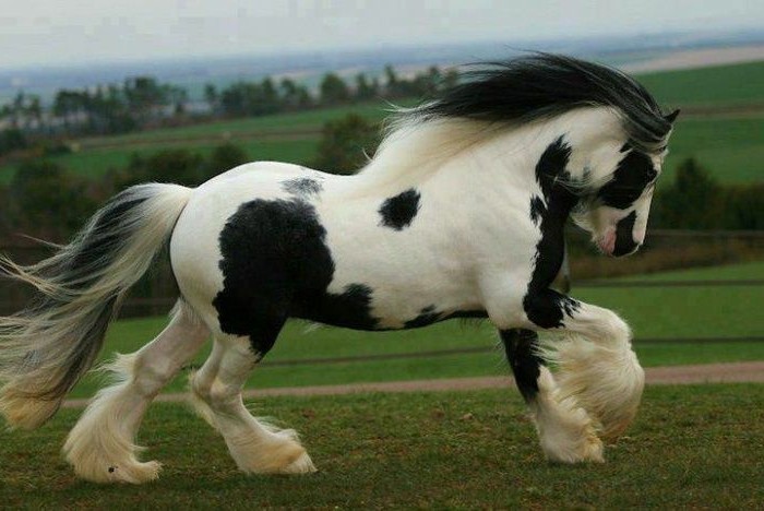 sehr-schöne-pferde-in-weiß-und-schwarz-rasendes-tier