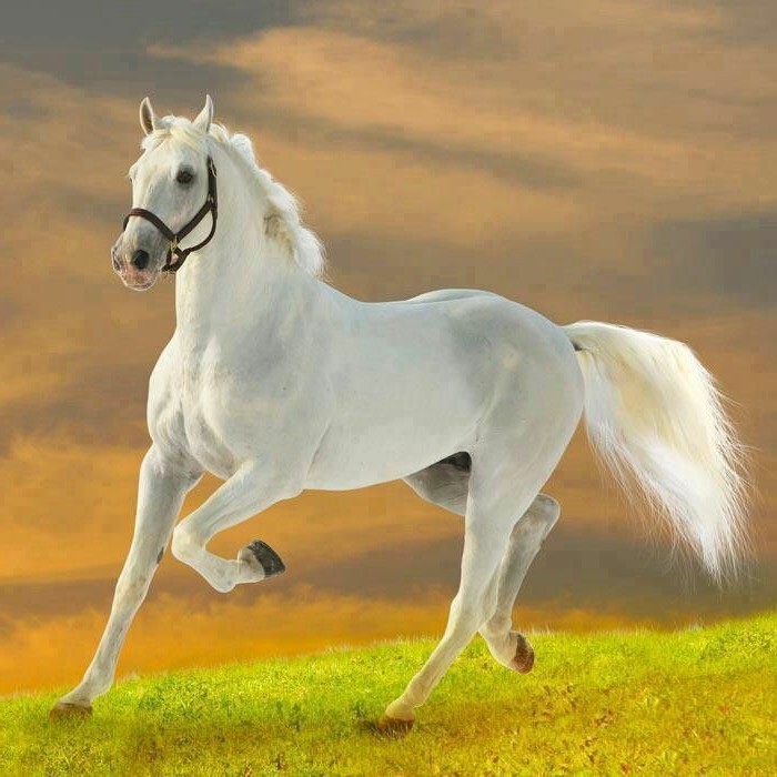 sehr-schöne-pferde-weiße-gestalt-auf-der-wiese