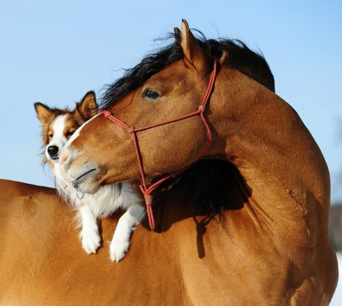 super-schöne-pferde-bilder-hund-auf-dem-pferd