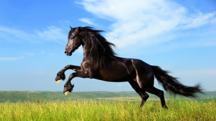 super-schöne-pferde-bilder-schwarzes-pferd-auf-den-wiesen