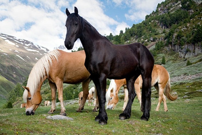 super-schöne-pferde-in-verschiedenen-farben-hell-und-dunkel