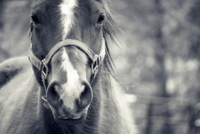 super-schönes-pferd-foto-in-weiß-und-schwarz-von-nahem-genommen