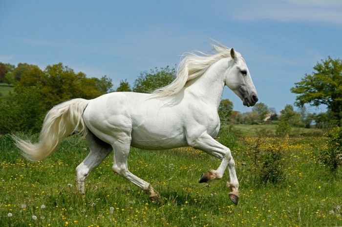 weiße-rasende-schöne-pferde-herrliches-foto