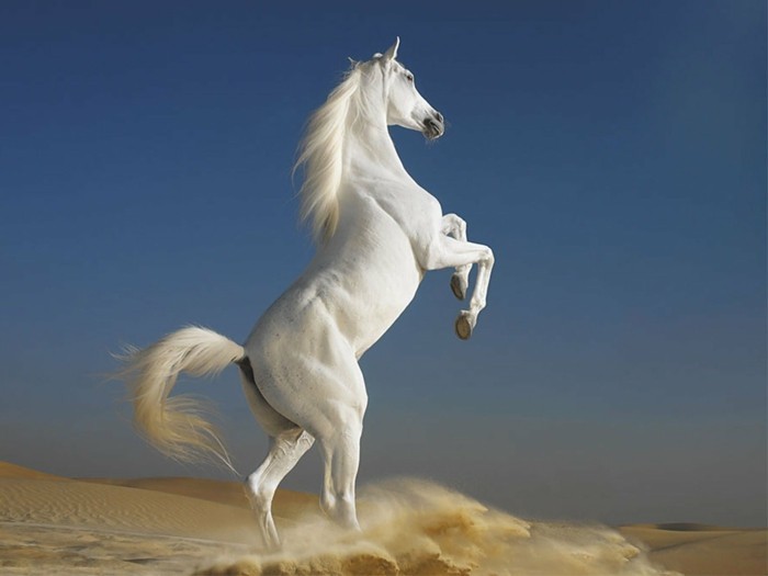 weiße-schöne-pferde-sehr-aktiv-in-der-wilden-natur