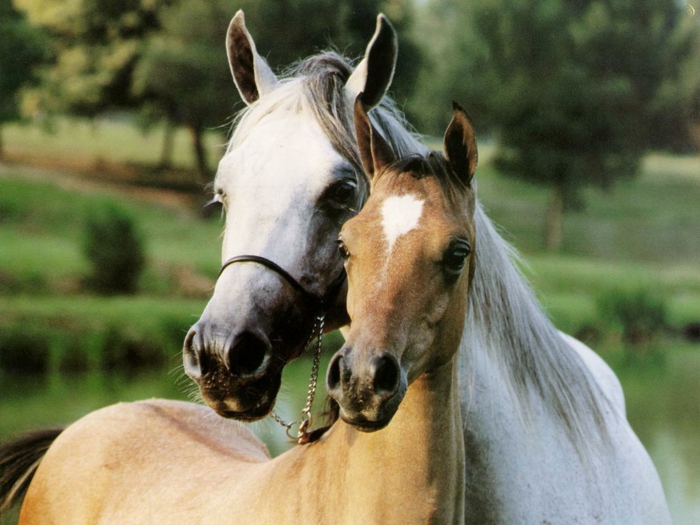 zwei-herrliche-schöne-pferde-in-einer-umarmung