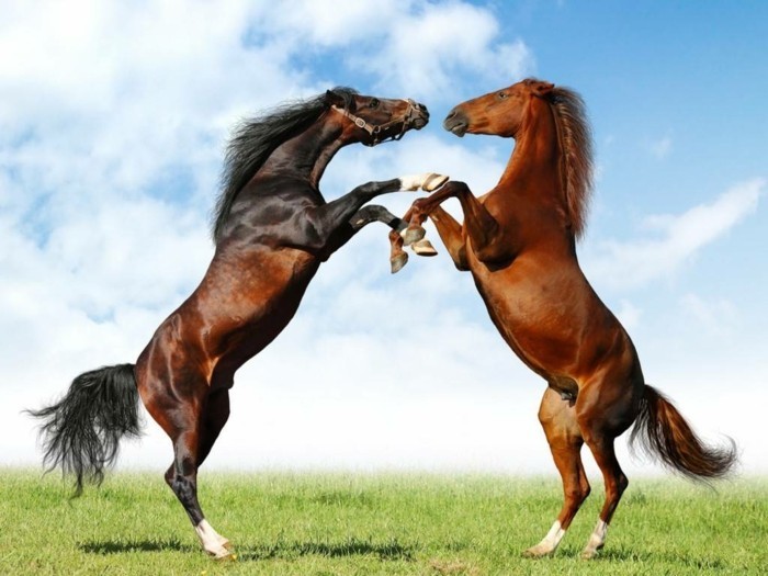 zwei-schöne-pferde-auf-dem-gras-spielend