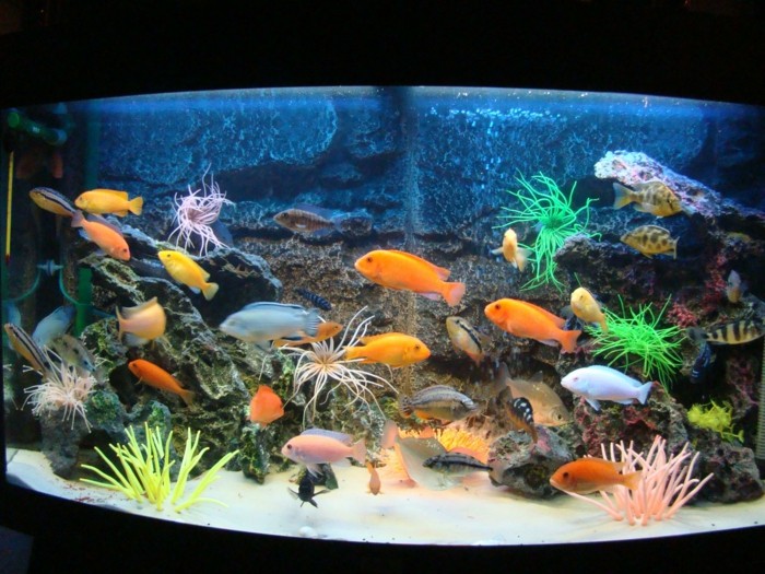 aquarium-schenken-aquarium-fische
