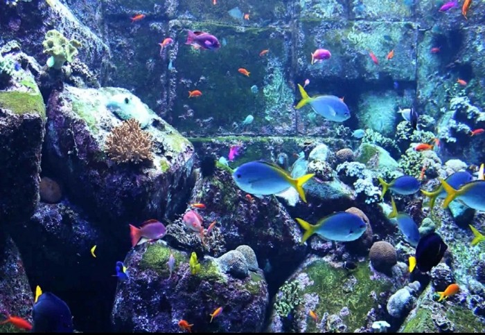 aquarium-schenken-die-aquarien-können-sehr-schön-aussehen