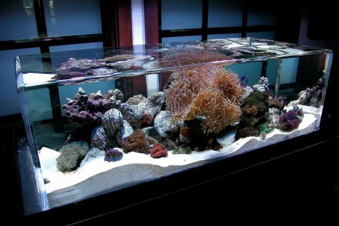 aquarium-schenken-die-aquarien-können-sehr-schön-sein