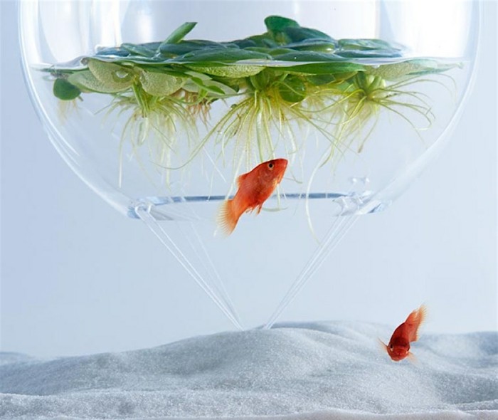 aquarium-schenken-die-schönen-glasbehälter-von-haruka