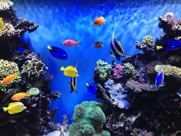 aquarium-schenken- die-schönheit-des-aquariums