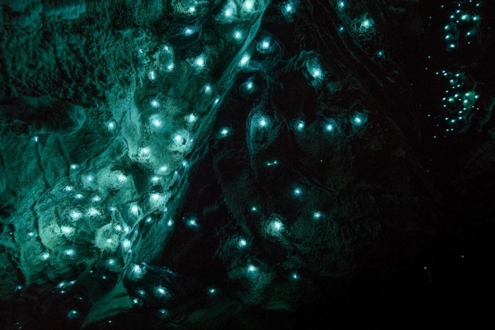 blaue-wunder-glühwürmchen-in-waitomo