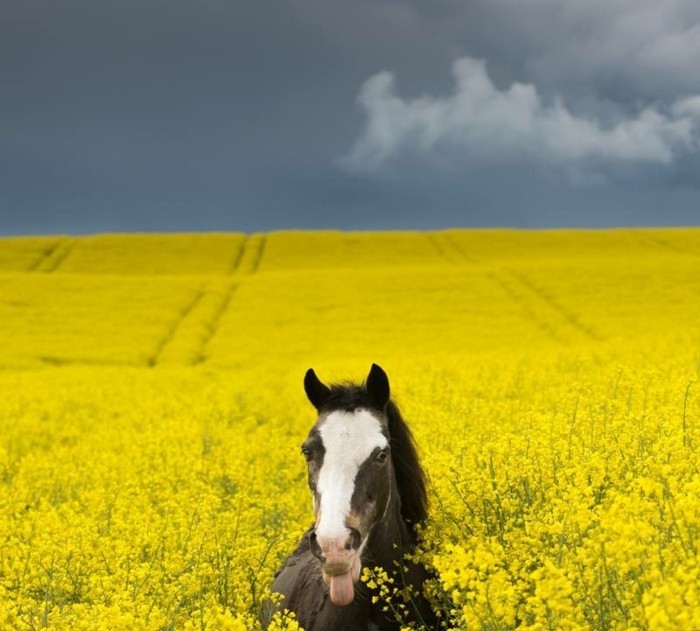 Schöne Pferde Bilder, die die Großartigkeit der Pferde zeigen!