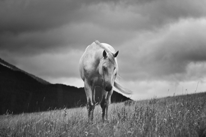 36+ Schoene bilder schwarz weiss , Schöne Pferde Bilder, die die Großartigkeit der Pferde zeigen