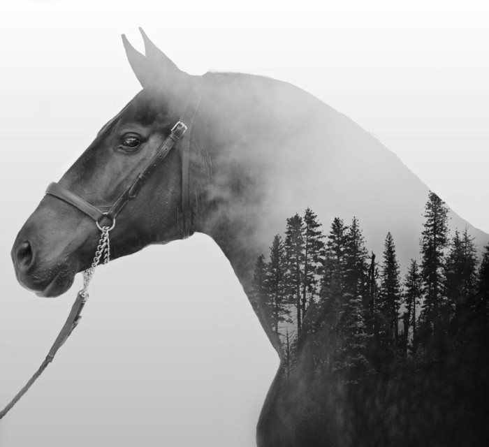 schöne-pferde-bilder-Mit-Mehrfachbelichtung-stimmungsvolle-Foto-kreieren