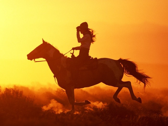 schöne-pferde-bilder-das-pferd-und-sein-reiter