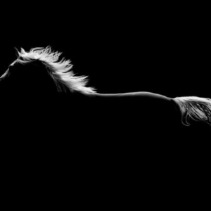 Schöne Pferde Bilder, die die Großartigkeit der Pferde zeigen!